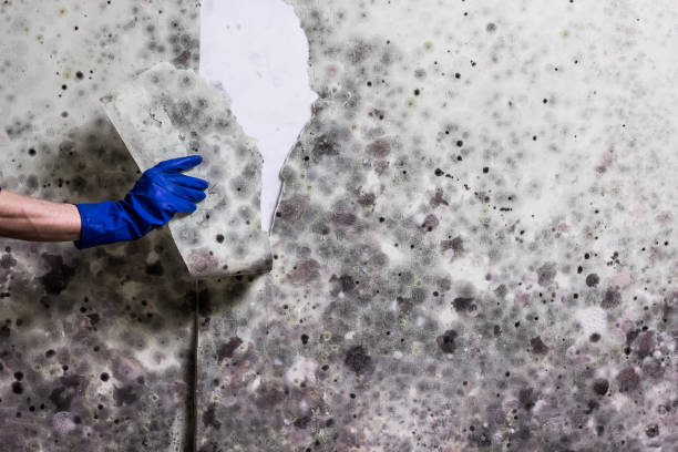Best Mold Testing and Inspection Services in Kings Park, NY